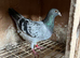Racing pigeons for sale