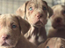 Beautiful puppy’s looking for a home