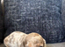 3 beautiful dachshund