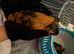 2 boar guinea pigs