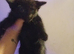 Kitten