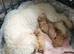 Very sweet little cream/apricot boys. Just born!