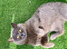 MASSIVE BSH BOY