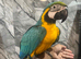 Friendly HandReared Super Tame Cuddly Blue & Gold Macaw Parrot,3