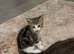 Baby Kitten for sale