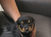 STUNNING LARGE ROTTWEILER PUPPIES – 6 GIRLS & 5 BOYS