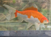 Goldfish