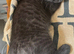Black spotted bengals (available now)