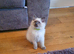 Beautiful GCCF Registered Blue Point Ragdoll Kitten.