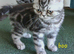 Bsh. Silver Classic Tabby .