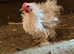 BEAUTIFUL PEKIN BANTAMS
