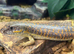 Berber Skinks at Birmingham Reptiles