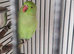 Ringneck