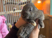 Lion head x lop females 10 weeks