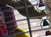 Proven Breeding pair kakaris