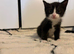 Kittens for sale