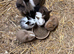 Adorable baby bunnies