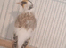 Siberian pied & chev goldfinches.