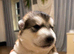 Pedigree pure Malamute Puppies