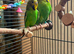 Pair of budgies