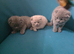 3 Scotish Fold shorthair