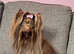 Chocolate Yorkshire Terrier STUD only