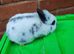 Lionhead babies