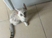 2 female kittens looking for a loving home