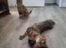 Grey Tabby Female Cats Looking for Their Forever Home