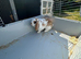 5 months old rabbit for sale