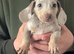 Miniature dachshund puppies