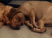 READY NOW!! Pedigree Labrador Puppies – Ready for Their Forever Homes