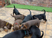 KC reg Male Doberman