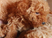 Miniature poodle