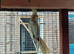 Young cockatels for sale.