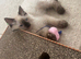 Purebred Male Ragdolls! Ready Now!