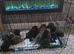 Cane Corso puppies