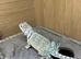 Female Proven Collard Lizards at Birmingham Reptiles