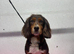 Age 3 Female Dog For Sale
