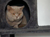 Beautiful lilac bsh gccf active male pfd and pra clear needs to go open to offers