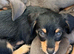 Chinese crested x dachshund
