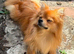 Gorgeous pomchi 7 months old