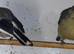 male yellow bullfinches