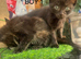 MALE AND FEMALE KITTENS TO RESERVE