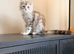 Ready now! XL Maine Coon Kittens!