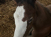 Outstanding colt foal