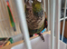 17 week crimson belly conure