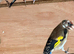3pairs of goldfinch