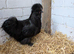 Silkie Cockerel free