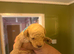 6 toy poodle puppy’s 3 boys 3 girls
